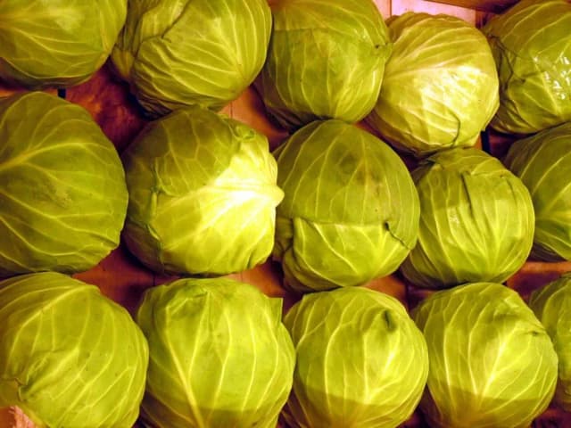 KUPUS MLADI - KG